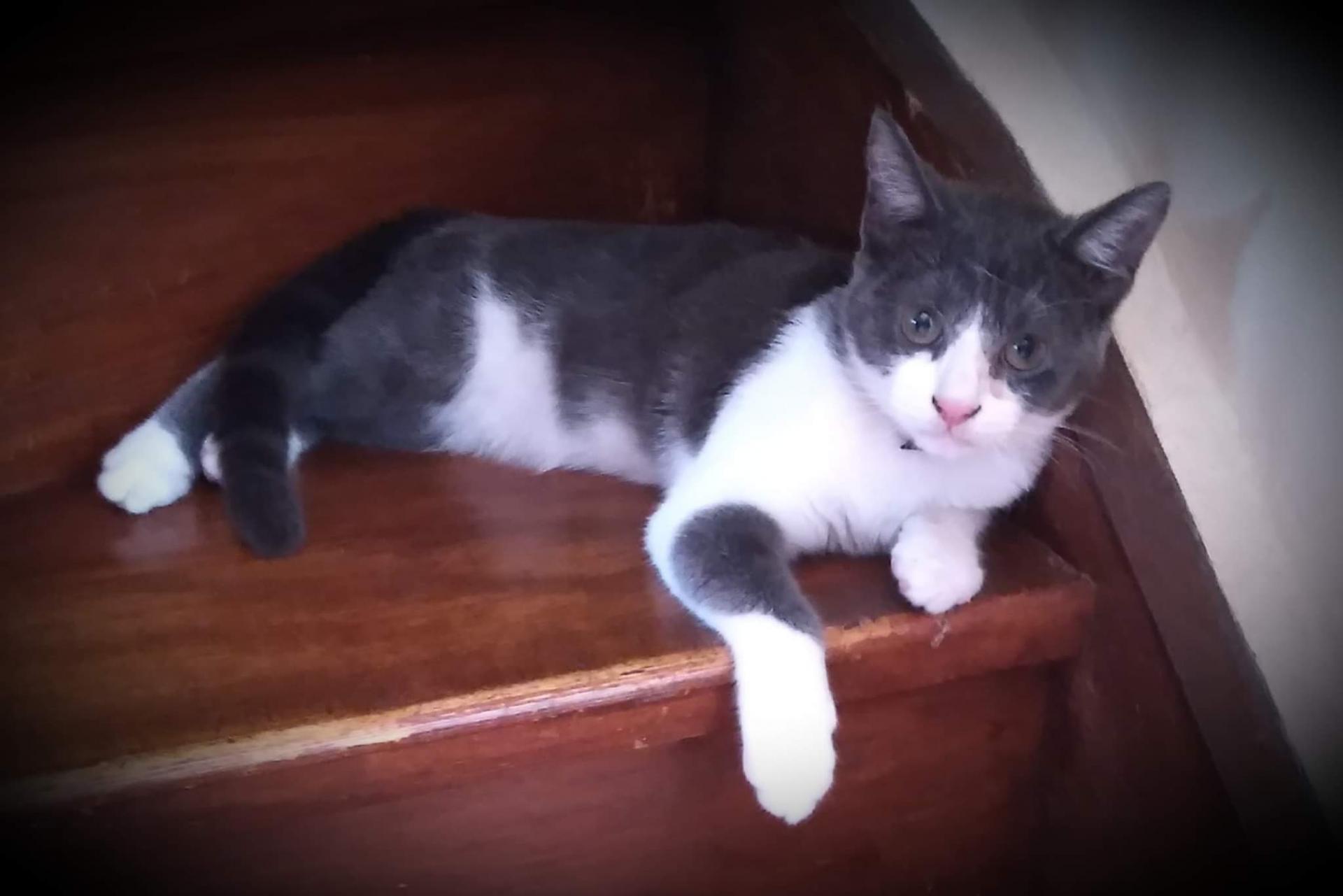 Chat perdu