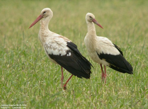 Cigogne blanche 1