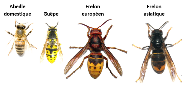 Frelons abeille guepe legende
