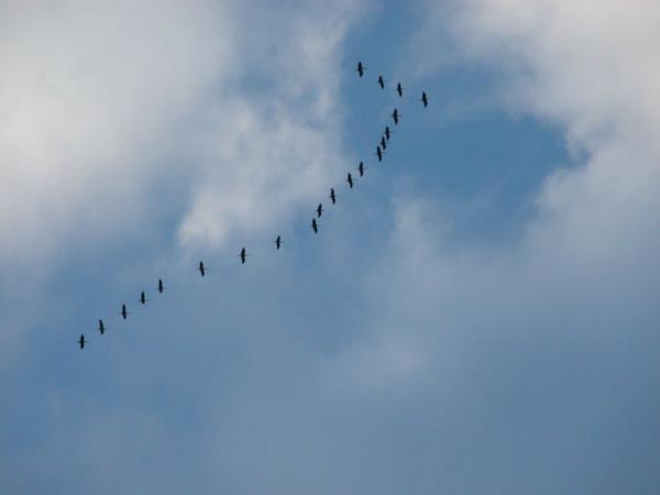 Grues