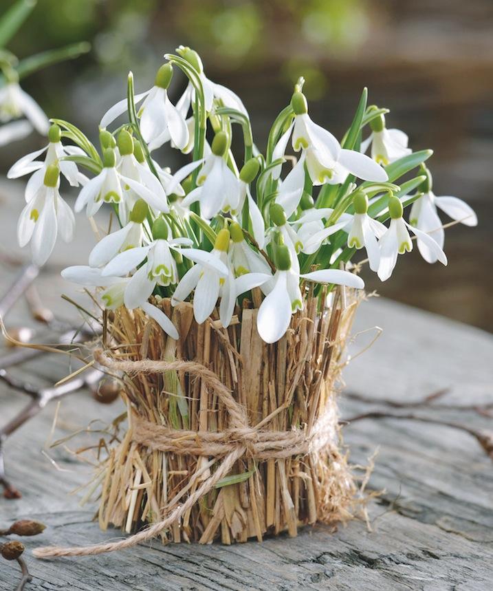Perce neige